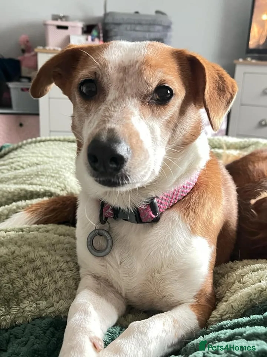 Mixed Breed dogs for adoption: Tessa - Poringland Norfolk  in Norwich - Advert 4