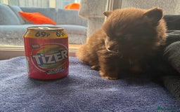 Pomchi dogs for sale: Stunning toysize little loving girl - Image 11