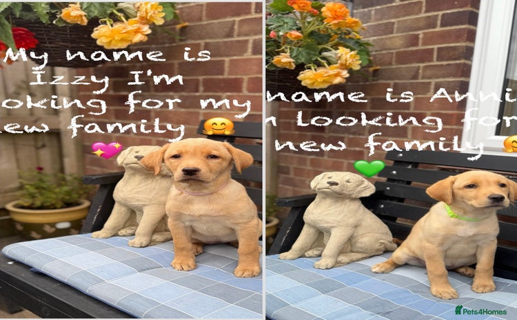 Labrador Retriever dogs in Boston - Advert 5