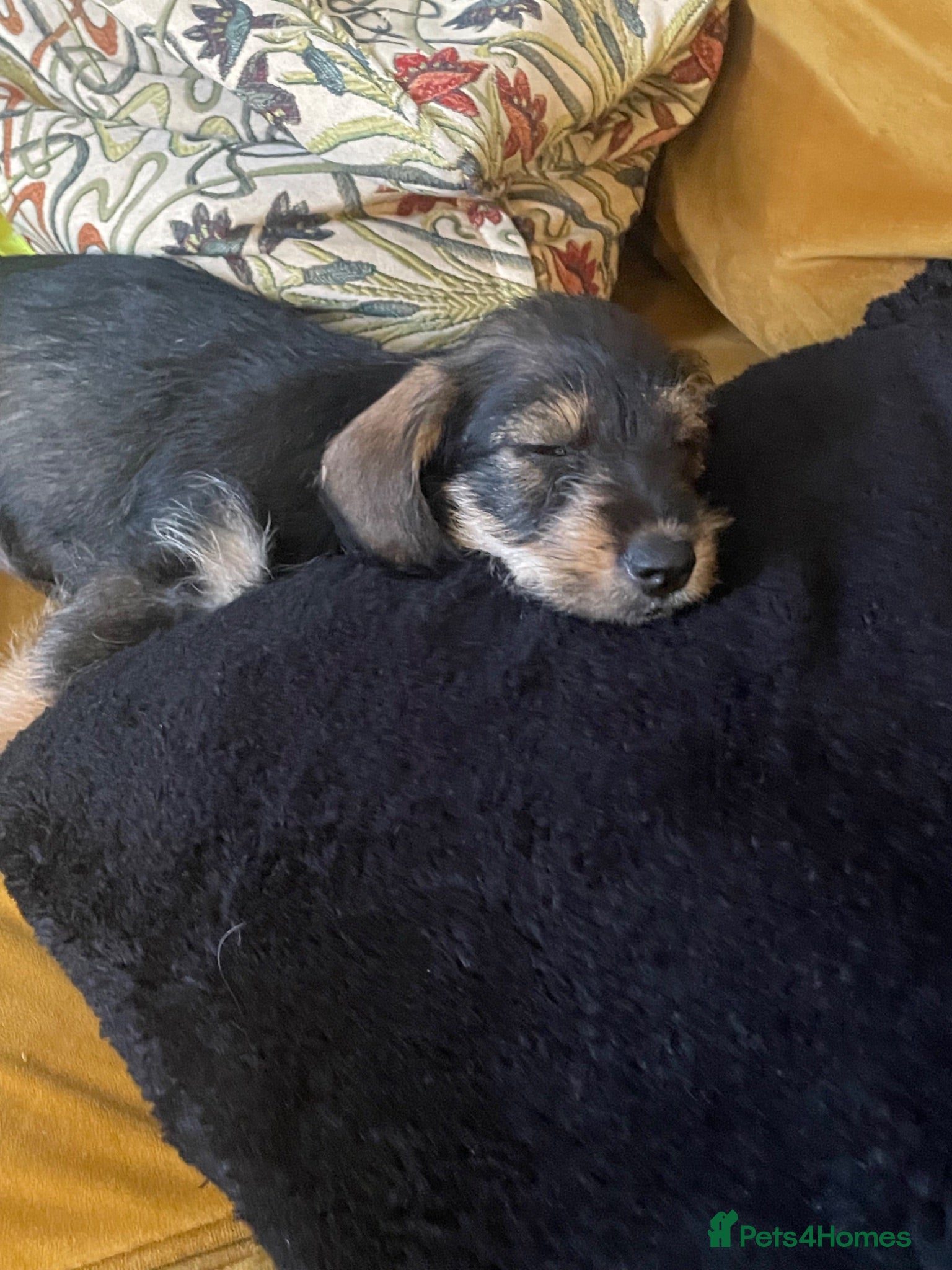 Mixed Breed dogs Pick her up now  - Advert 3