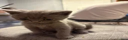 British Shorthair cats for sale: Beauty Blue British Shorthair champion bloodline - Advert 12