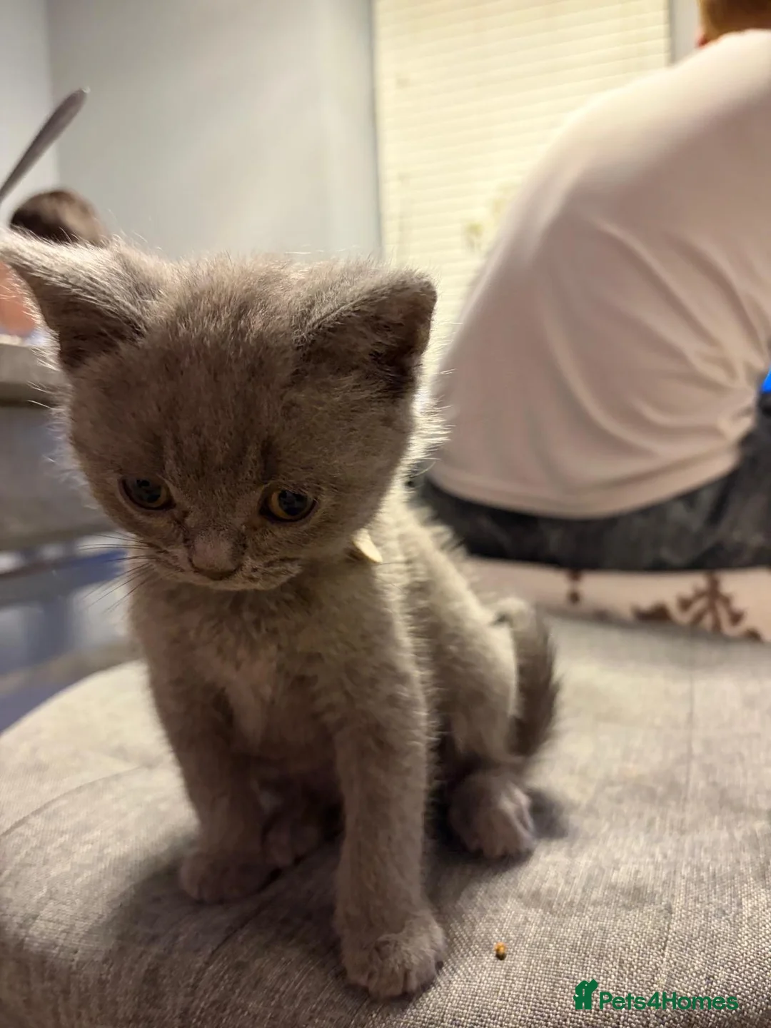 British Shorthair cats for sale: Beauty Blue British Shorthair champion bloodline - Advert 12