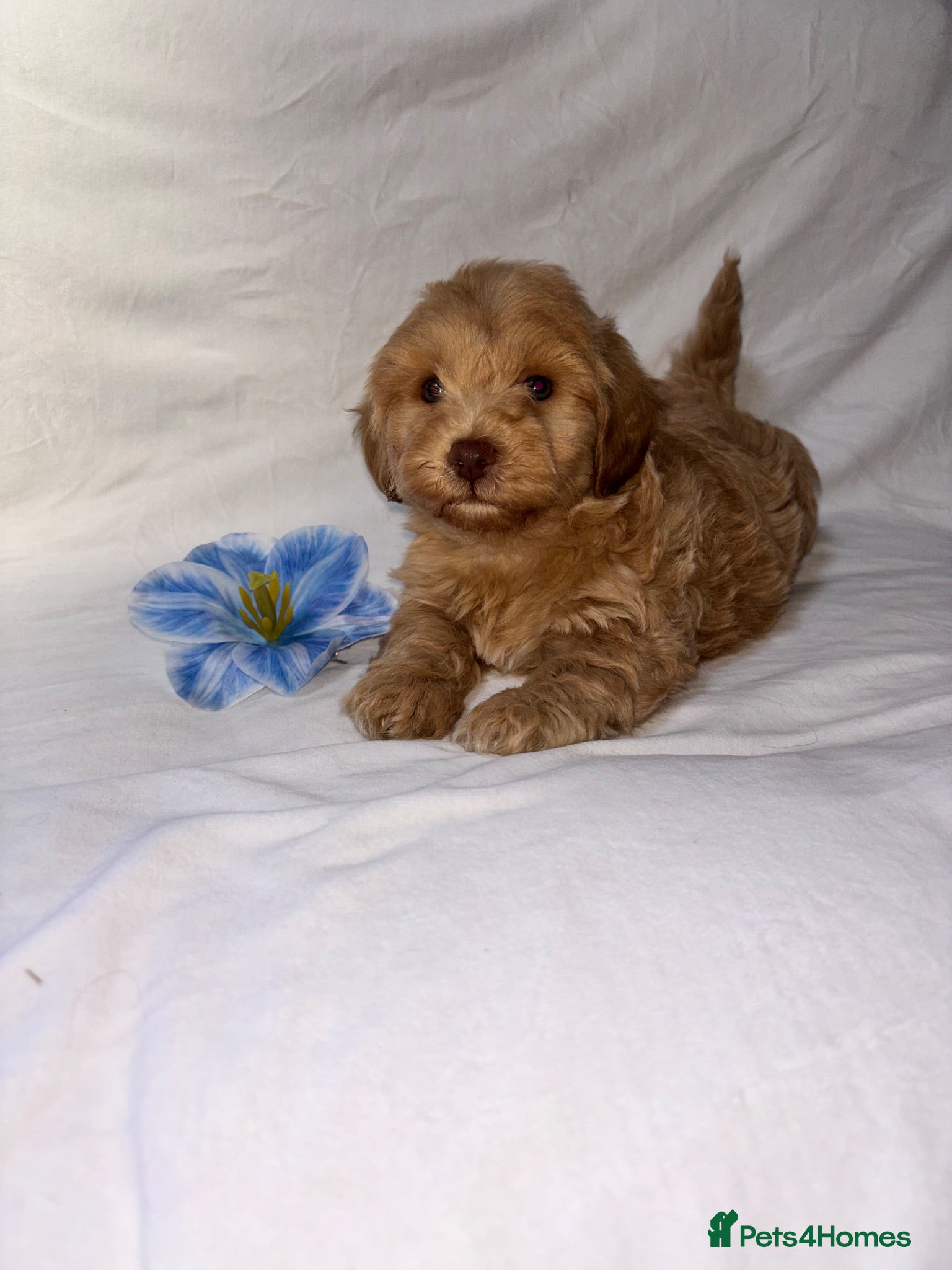 Maltipoo dogs Our Multipoo fur babies  - Advert 15