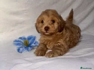 Maltipoo dogs Our Multipoo fur babies - Advert 6