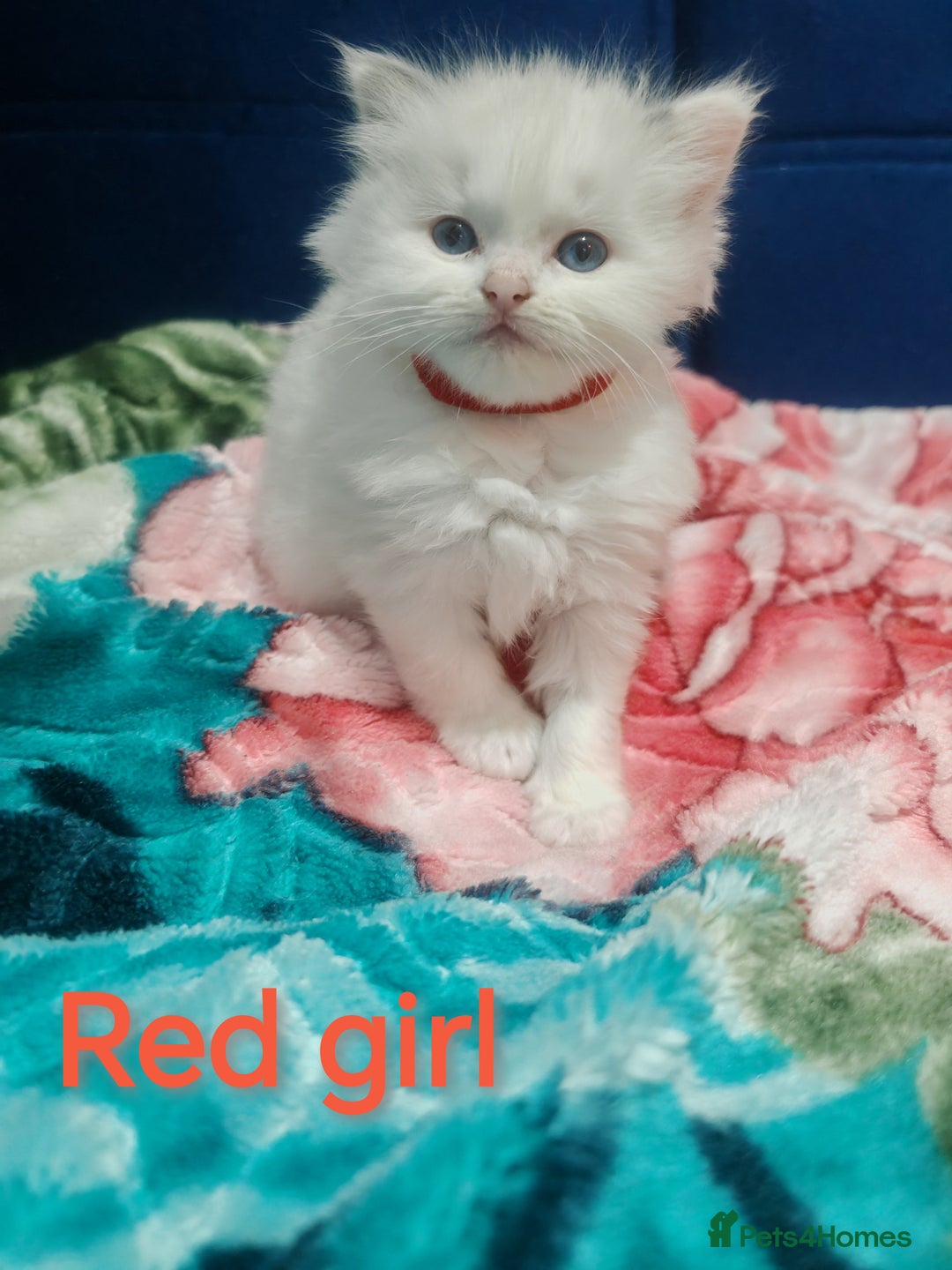 Ragdoll cats for sale: Beauty fluffy ragdoll kittens  - Advert 1