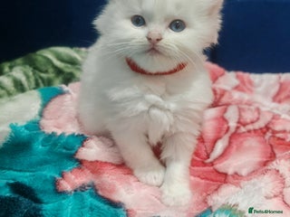 Ragdoll cats Beauty fluffy ragdoll kittens - Advert 1