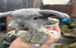 French Lop rabbits for sale: Pure French lop baby bunnies for sale  - Image 7