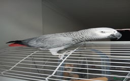 Parrots birds for sale: African Grey - Image 1