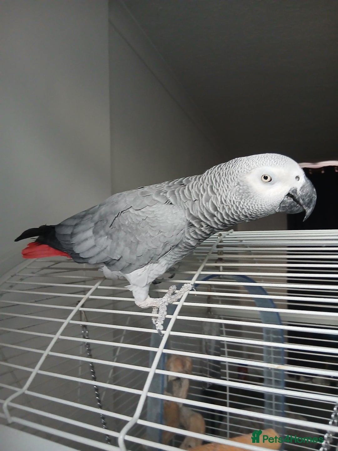 Parrots birds for sale: African Grey - Image 1