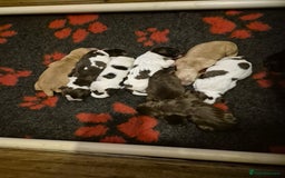 Cockerdor dogs for sale: Cockerdors  - Advert 30