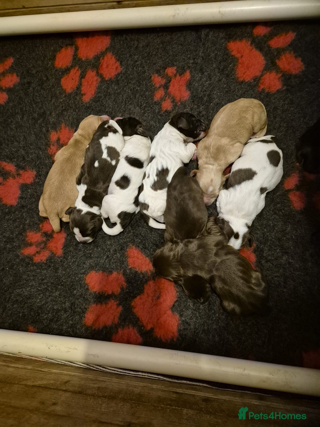 Cockerdor dogs for sale: Cockerdors  - Advert 30