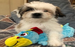Mixed Breed dogs for sale: shihtzu x maltese  - Image 15