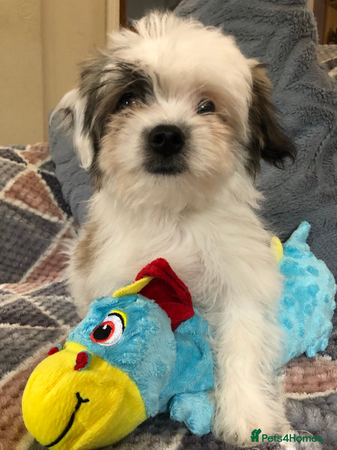 Mixed Breed dogs for sale: shihtzu x maltese  - Image 15