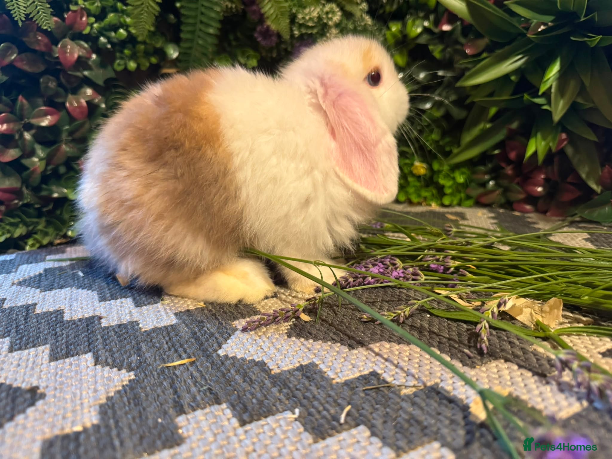 Mini Lop rabbits READY TO GO THIS WEEKEND, Stunning Mini Lops🐰 - Advert 2