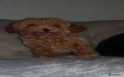 Toy Poodle dogs for sale: Toy poodle puppy - Image 2