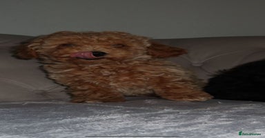 Toy Poodle dogs - Advert 5