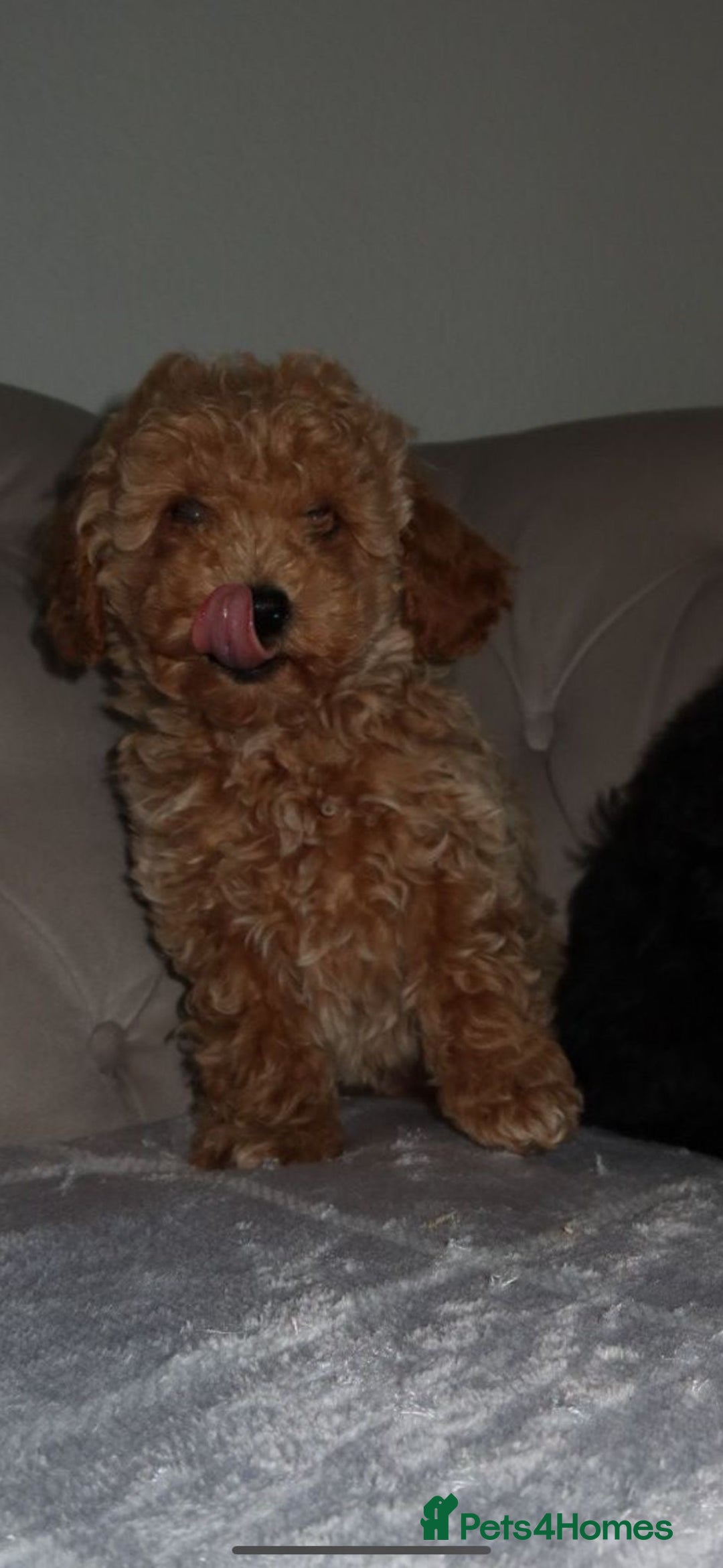 Toy Poodle dogs for sale: Toy poodle puppy - Image 2