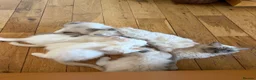 Ragdoll cats for sale: Gorgeous Cream-point Purebred Ragdoll boys - Advert 5