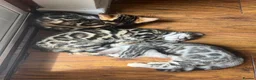Bengal cats for sale: Bengal kittens  - Advert 2