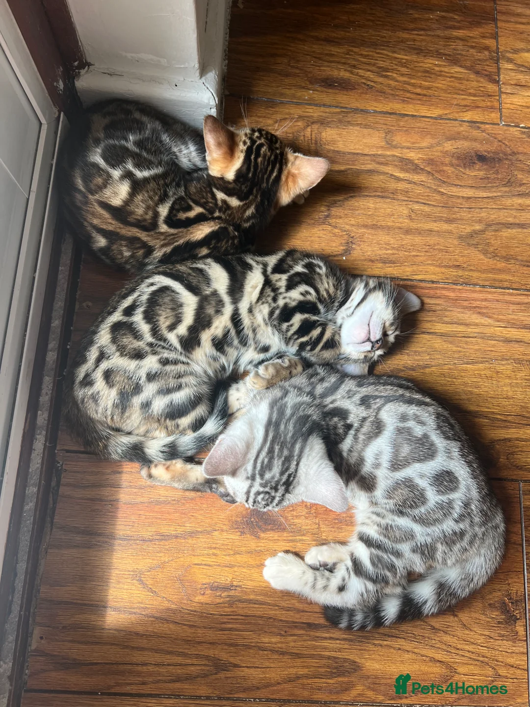 Bengal cats for sale: Bengal kittens  - Advert 2