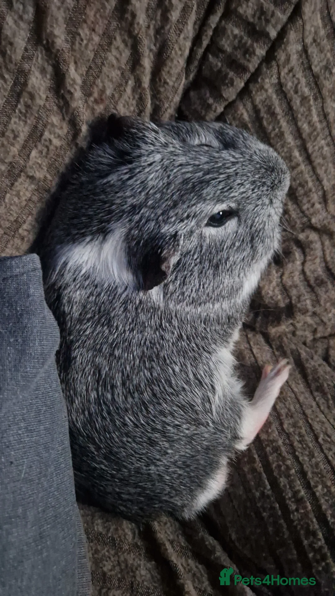 Guinea Pig rodents for sale: Male guinea pig  in Launceston - Advert 3