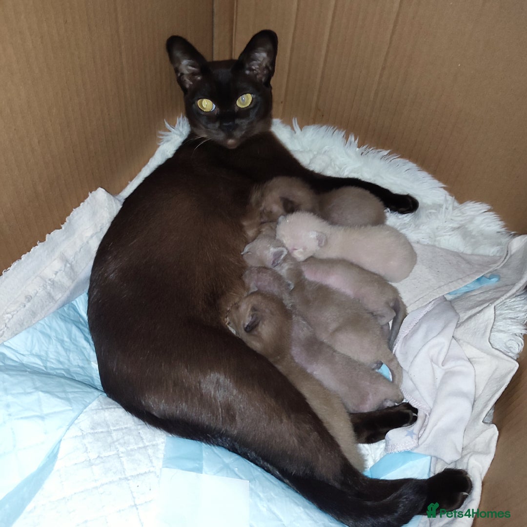 Burmese cats for sale: Lovely Burmese kitten's - Advert 1