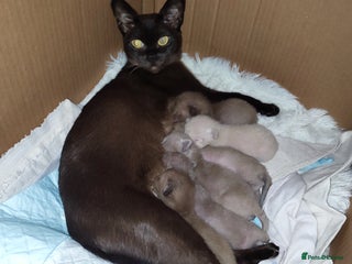 Burmese cats Lovely Burmese kitten's - Advert 11