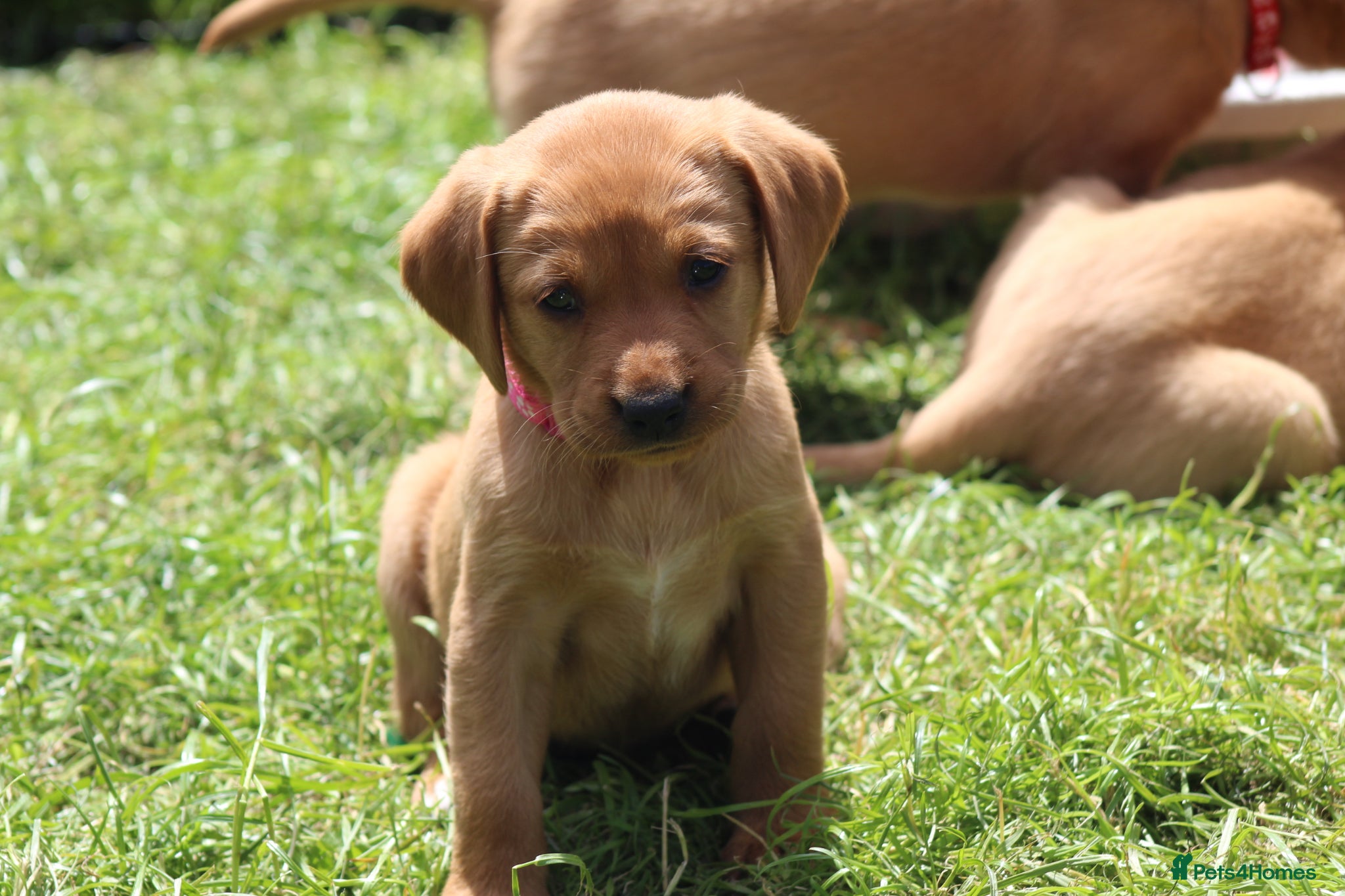 Labrador Retriever dogs Health Tested Labrador Puppies For Sale  - Advert 1
