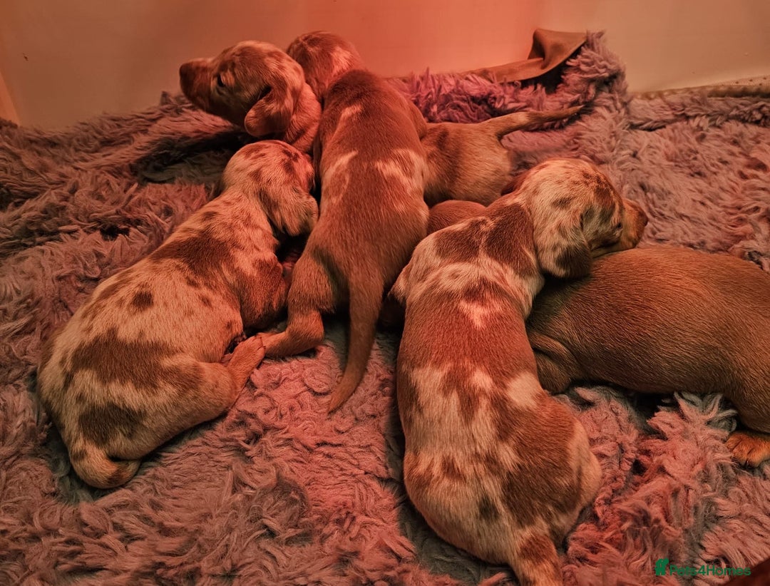 Dachshund dogs for sale: Isabella Dapple Dachshund Puppies - Advert 32