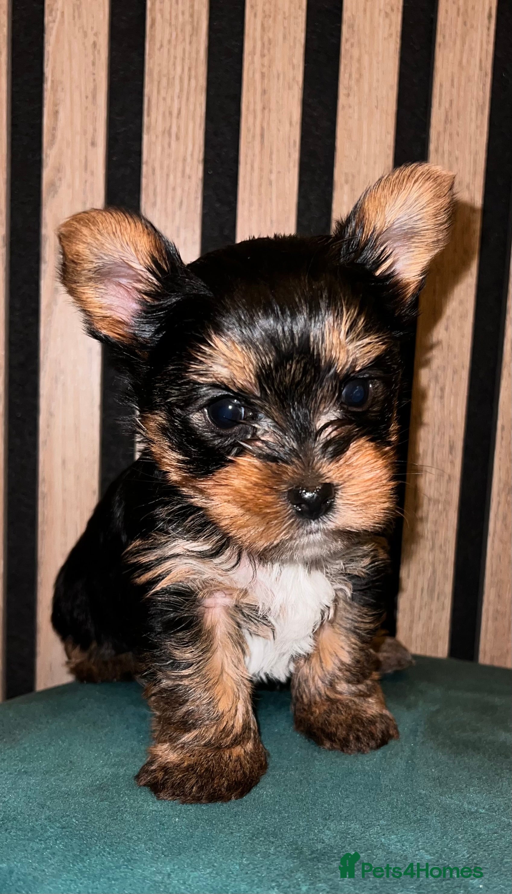 Yorkshire Terrier dogs Little pedigree yorkie boy 🐾 - Advert 11