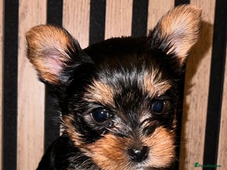 Yorkshire Terrier dogs Little pedigree yorkie boy 🐾 - Advert 7