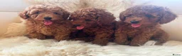 Toy Poodle dogs for sale: Kc registered toy poodle  in Faversham - Advert 2