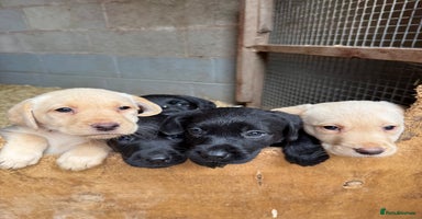 Labrador Retriever dogs - Advert 10