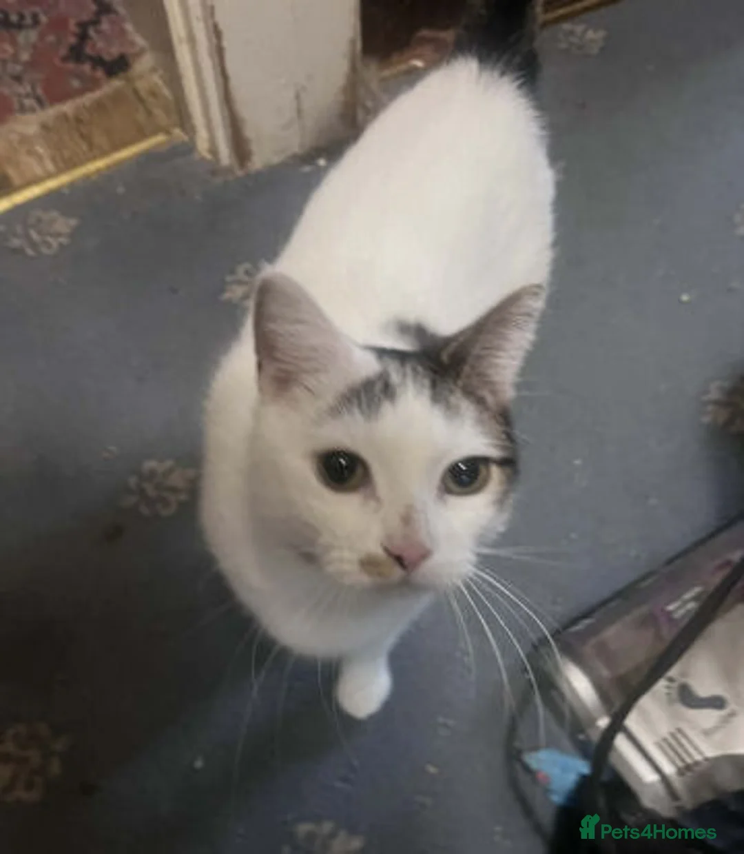 Mixed Breed cats for adoption: BELLA - Advert 6