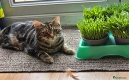 Mixed Breed cats for sale: 1 year old male cat - Image 9