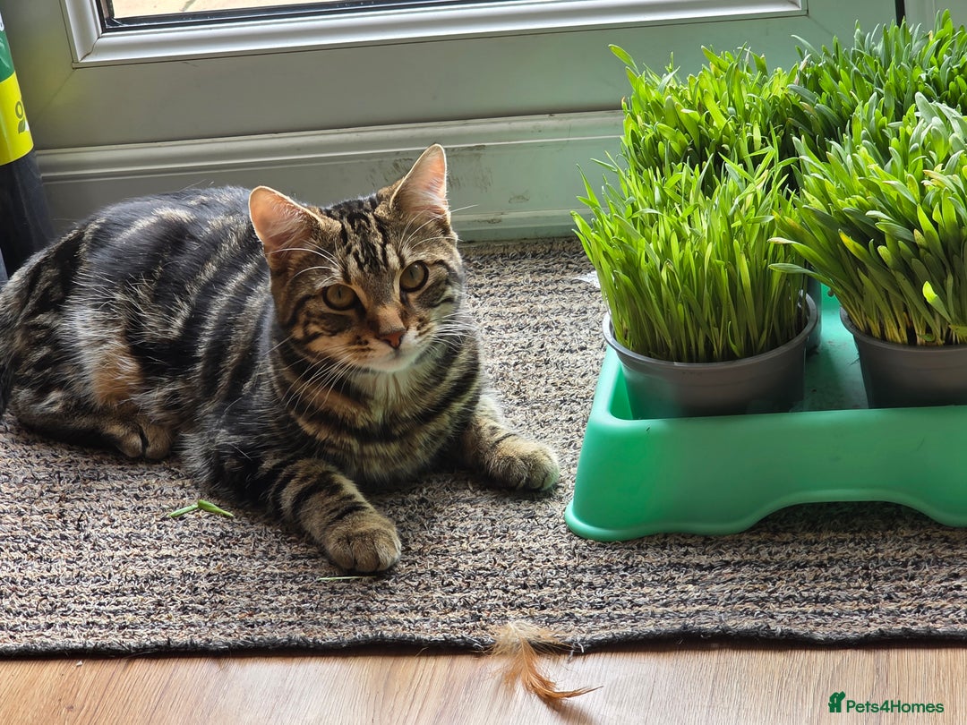 Mixed Breed cats for sale: 1 year old male cat - Image 9