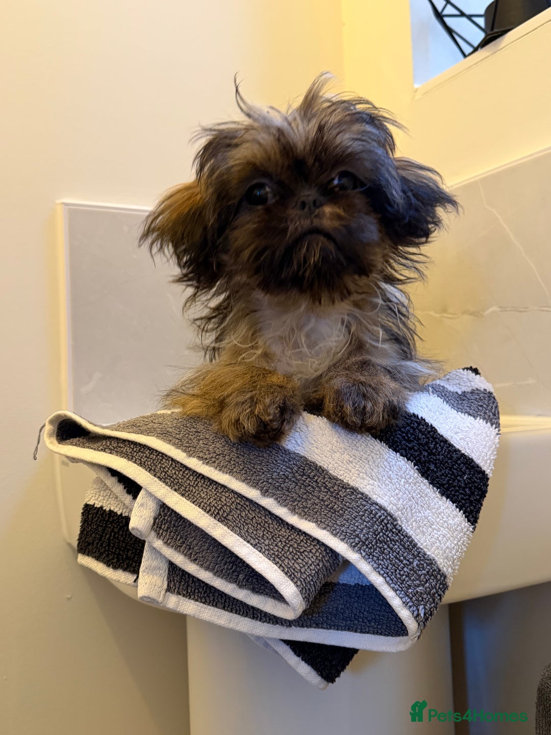 Shih Tzu dogs for sale: 2 x  Imperial Shihtzu - Advert 1