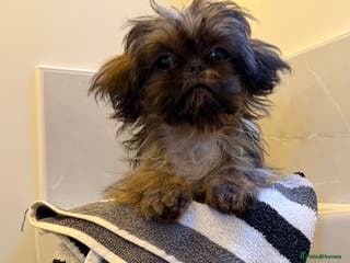 Shih Tzu dogs 2 x Imperial Shihtzu - Advert 1