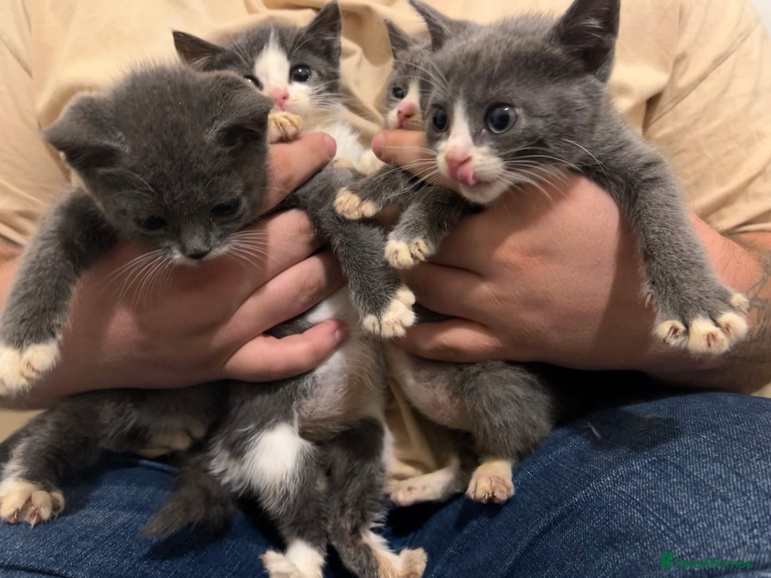 British Shorthair cats for sale: Stunning blue kittens  - Image 2