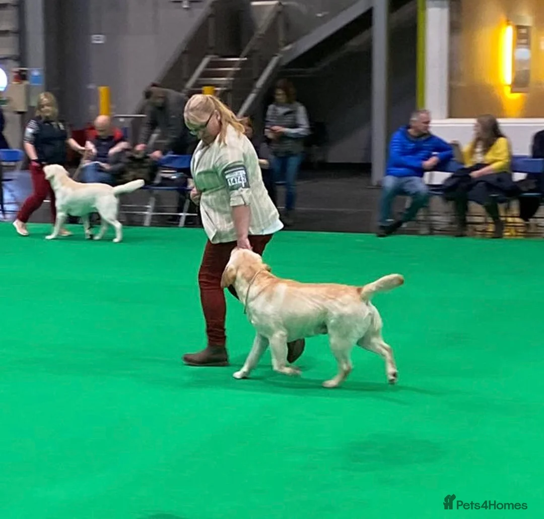 Labrador Retriever dogs for stud: Erik, fully health tested, proven stud, KC reg. in Bungay - Advert 5