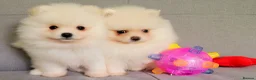 Pomeranian dogs for sale: Stunning KC Pomeranian Puppies for sale - Advert 3