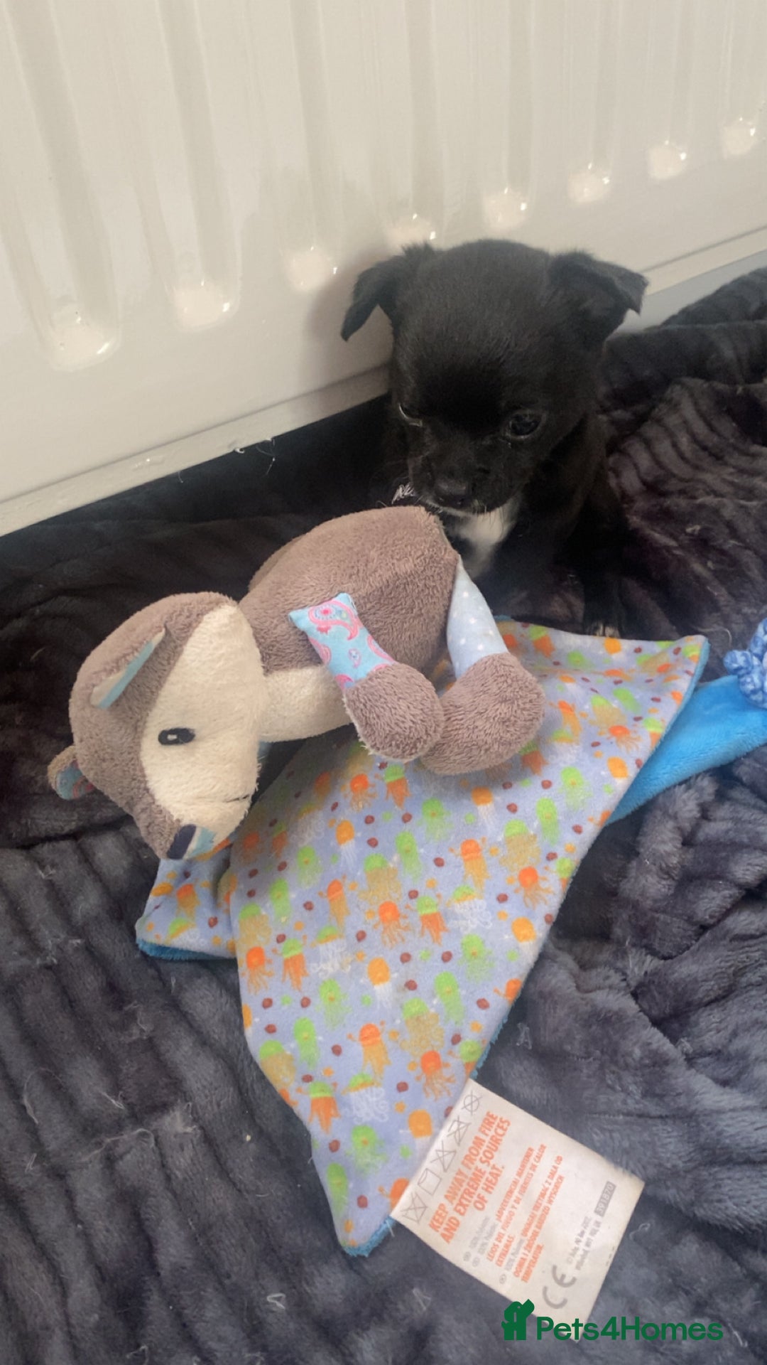 Chihuahua dogs for sale: Chihuahua - Full breed puppies - Image 20