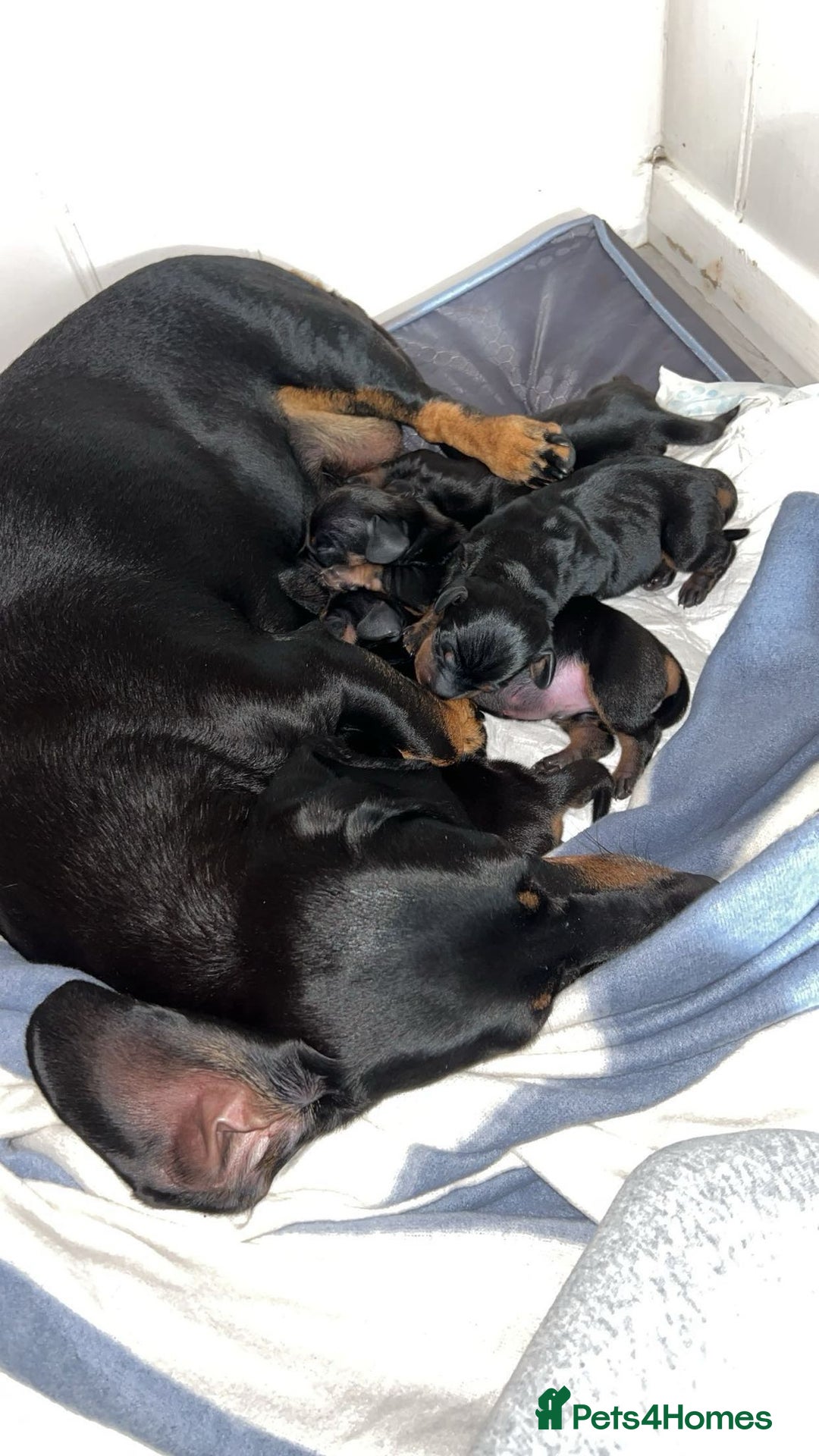Dachshund dogs for sale: Dachshund pups  - Image 4