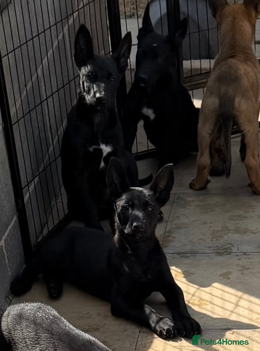 Belgian Shepherd Dog dogs "READY TO LEAVE" - Advert 1