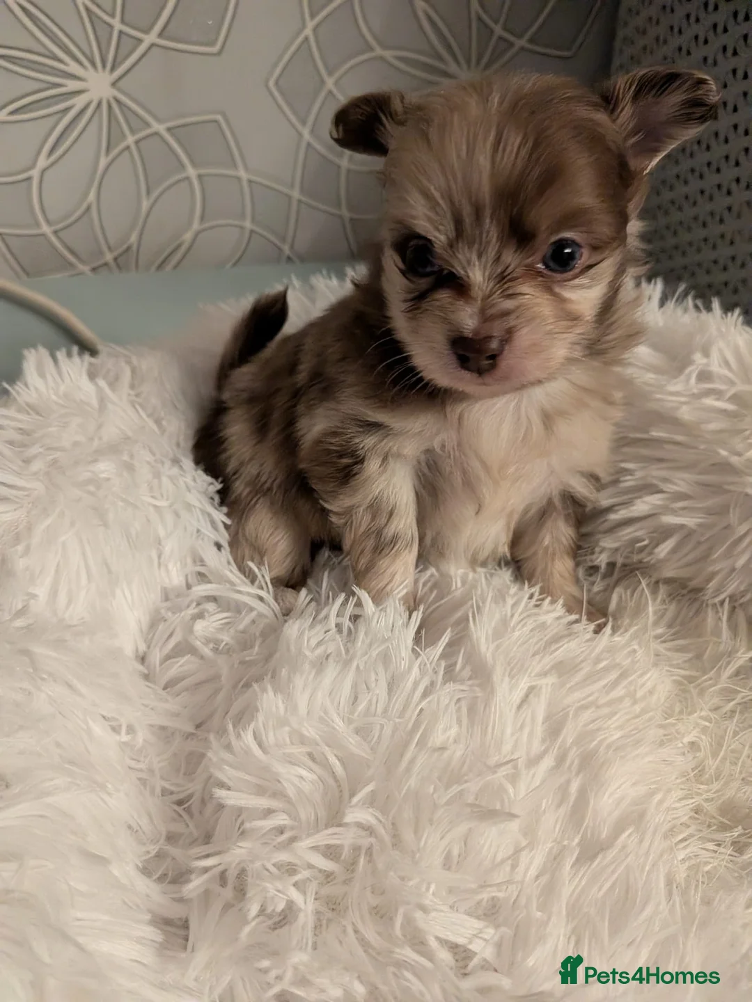Pomchi dogs for sale: Beautiful Pomchi Puppies Loving 🏠 Reared Litters - Advert 5