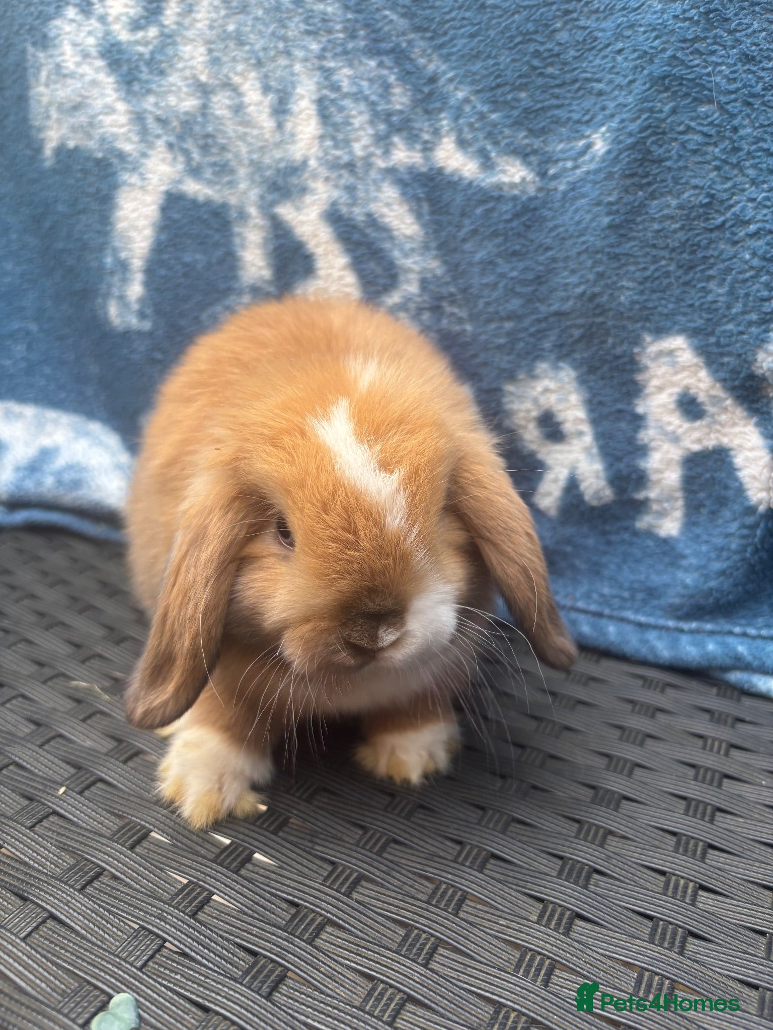 Mini Lop rabbits Ready to leave 8 week old baby mini lops - Advert 1