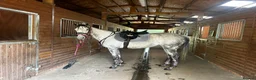 Irish Thoroughbred horses for sale: 15.2hh beautiful grey mare 7yo or broodmare  - Advert 1