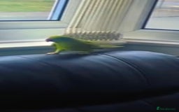 Parrots birds for sale: Indian Ringneck - Image 2