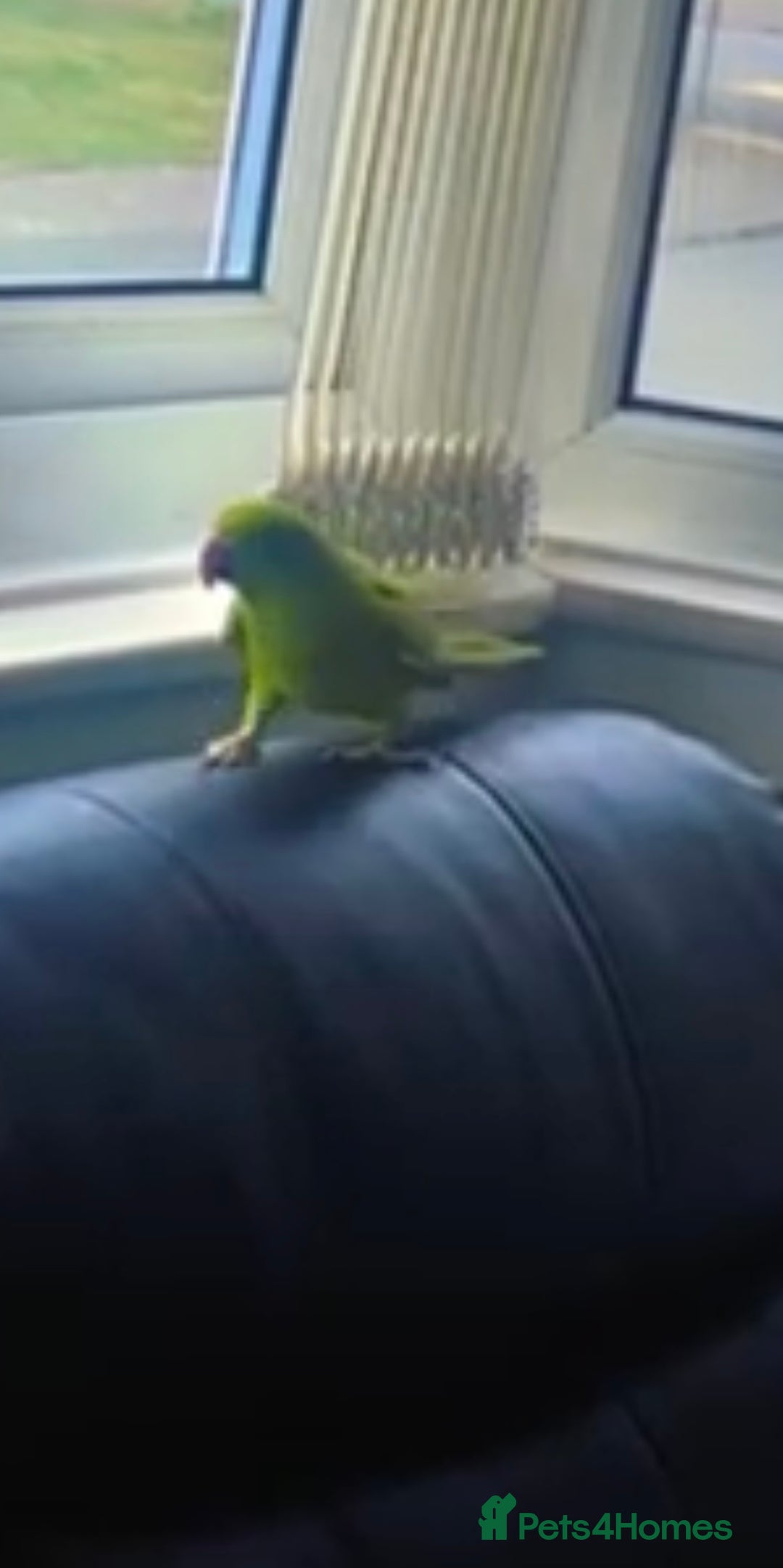 Parrots birds for sale: Indian Ringneck - Image 2