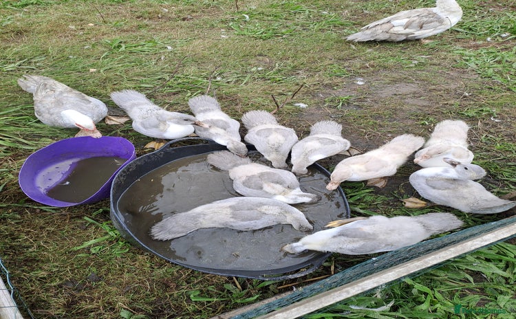 Ducks poultry - Advert 3